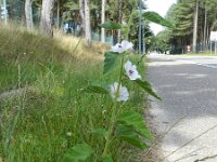 Althaea officinalis 19, Heemst, Saxifraga-Rutger Barendse