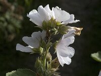 Althaea officinalis 2, Heemst, Saxifraga-Jan van der Straaten