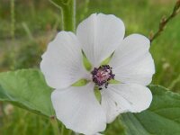 Althaea officinalis 20, Heemst, Saxifraga-Rutger Barendse
