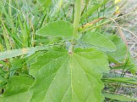 Althaea officinalis 21, Heemst, Saxifraga-Rutger Barendse