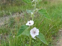 Althaea officinalis 22, Heemst, Saxifraga-Rutger Barendse