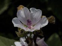 Althaea officinalis 3, Heemst, Saxifraga-Jan van der Straaten