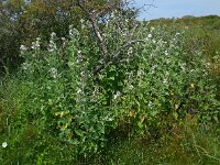 Althaea officinalis 30, Heemst, Saxifraga-Ed Stikvoort