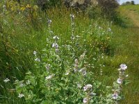 Althaea officinalis 32, Heemst, Saxifraga-Ed Stikvoort