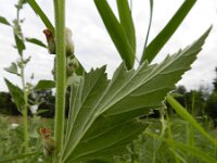 Althaea officinalis 33, Heemst, Saxifraga-Rutger Barendse