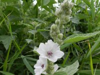 Althaea officinalis 34, Heemst, Saxifraga-Rutger Barendse