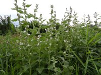 Althaea officinalis 35, Heemst, Saxifraga-Rutger Barendse