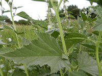 Althaea officinalis 36, Heemst, Saxifraga-Rutger Barendse