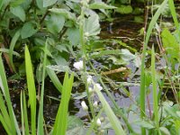 Althaea officinalis 37, Heemst, Saxifraga-Rutger Barendse