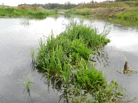 Althaea officinalis 38, Heemst, Saxifraga-Rutger Barendse