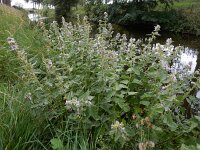 Althaea officinalis 41, Heemst, Saxifraga-Ed Stikvoort