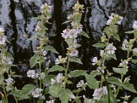 Althaea officinalis 42, Heemst, Saxifraga-Ed Stikvoort