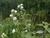 Althaea officinalis 43, Heemst, Saxifraga-Jelle van Dijk