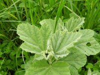 Althaea officinalis 44, Heemst, Saxifraga-Rutger Barendse