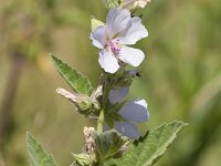 Althaea officinalis 47, Heemst, Saxifraga-Jan Nijendijk
