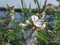 Althaea officinalis 5, Heemst, Saxifraga-Piet Zomerdijk