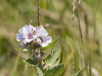 Althaea officinalis 53, Heemst, Saxifraga-Jan Nijendijk