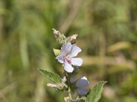 Althaea officinalis 54, Heemst, Saxifraga-Jan Nijendijk