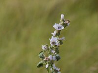 Althaea officinalis 55, Heemst, Saxifraga-Jan Nijendijk