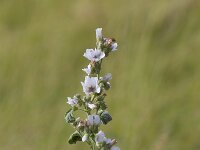 Althaea officinalis 56, Heemst, Saxifraga-Jan Nijendijk