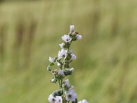 Althaea officinalis 57, Heemst, Saxifraga-Jan Nijendijk