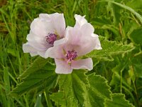 Althaea officinalis 59, Heemst, Saxifraga-Hans Grotenhuis