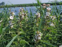 Althaea officinalis 6, Heemst, Saxifraga-Piet Zomerdijk