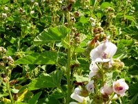 Althaea officinalis 60, Heemst, Saxifraga-Hans Grotenhuis