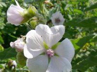 Althaea officinalis 61, Heemst, Saxifraga-Hans Grotenhuis