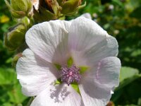 Althaea officinalis 62, Heemst, Saxifraga-Hans Grotenhuis