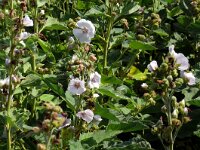 Althaea officinalis 63, Heemst, Saxifraga-Hans Grotenhuis