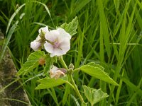 Althaea officinalis 64, Heemst, Saxifraga-Hans Grotenhuis