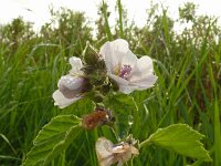 Althaea officinalis 65, Heemst, Saxifraga-Hans Grotenhuis