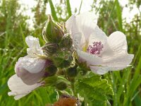 Althaea officinalis 66, Heemst, Saxifraga-Hans Grotenhuis