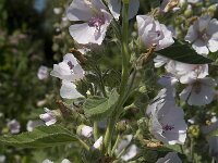 Althaea officinalis 7, Heemst, Saxifraga-Willem van Kruijsbergen