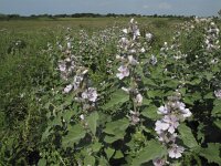 Althaea officinalis 8, Heemst, Saxifraga-Rob Felix : Plantae, Plants, Project Natuurbalans, planten