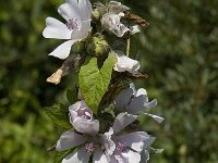 Althaea officinalis 9, Heemst, Saxifraga-Willem van Kruijsbergen