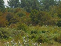 Althaea officinalis 25, Heemst, Saxifraga-Ed Stikvoort