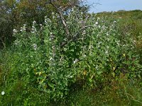 Althaea officinalis 30, Heemst, Saxifraga-Ed Stikvoort