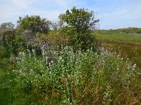 Althaea officinalis 31, Heemst, Saxifraga-Ed Stikvoort