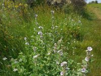Althaea officinalis 32, Heemst, Saxifraga-Ed Stikvoort