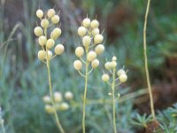 Alyssoides utriculata 3, Saxifraga-Piet Zomerdijk