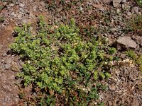 Alyssum desertorum 5, Saxifraga-Ed Stikvoort