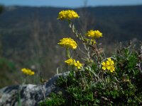 Alyssum diffusum 2, Saxifraga-Ed Stikvoort