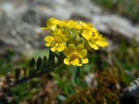 Alyssum diffusum 3, Saxifraga-Ed Stikvoort
