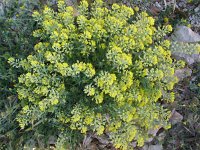Alyssum montanum 1, Saxifraga-Jasenka Topic