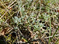 Alyssum montanum 12, Bergschildzaad, Saxifraga-Rutger Barendse