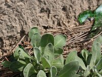 Alyssum saxatile 2, Rotsschildzaad, Saxifraga-Rutger Barendse