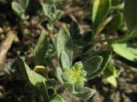 Alyssum saxatile 3, Rotsschildzaad, Saxifraga-Rutger Barendse