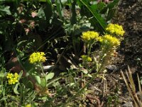 Alyssum saxatile 4, Rotsschildzaad, Saxifraga-Rutger Barendse